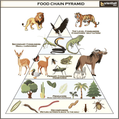 Orientbell Wall Tiles Food Chain Pyramid 015005665670001101m